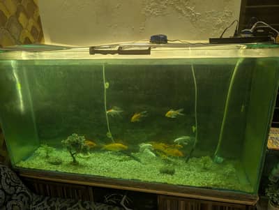 Aquarium with fishes
