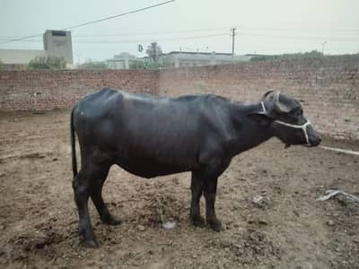 2 adad buffalos for sale