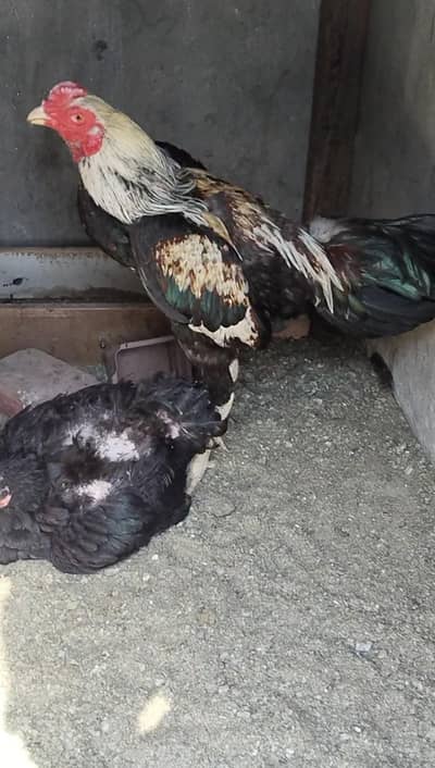 aseel tahi chicken for sale final 20k conetect number (0305 9382823)