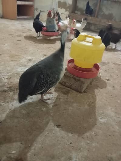 Guinea hen for sale 4000 rupees