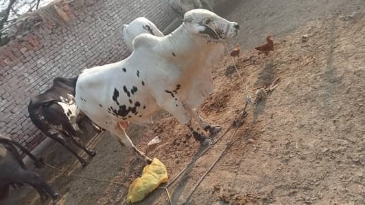 الرحمن کیٹل فارم پر قربانی کے جانور مناسب قیمت پر دستیاب ہیں