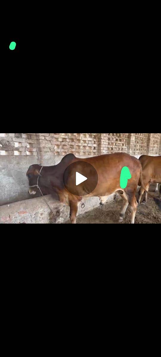 الرحمن کیٹل فارم پر قربانی کے جانور مناسب قیمت پر دستیاب ہیں 6