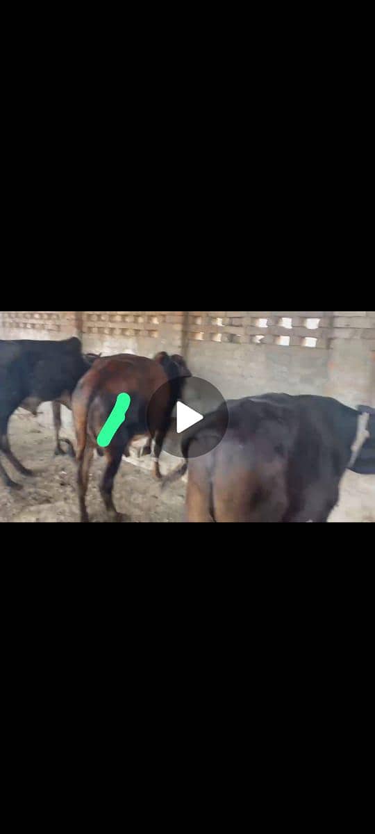 الرحمن کیٹل فارم پر قربانی کے جانور مناسب قیمت پر دستیاب ہیں 8