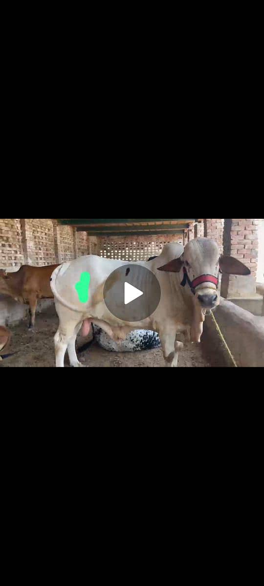 الرحمن کیٹل فارم پر قربانی کے جانور مناسب قیمت پر دستیاب ہیں 9