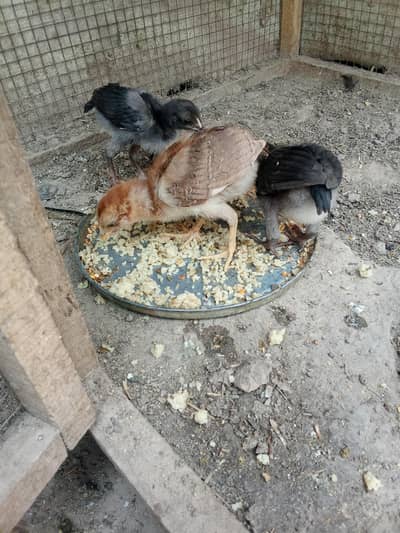 Aseel active Chicks