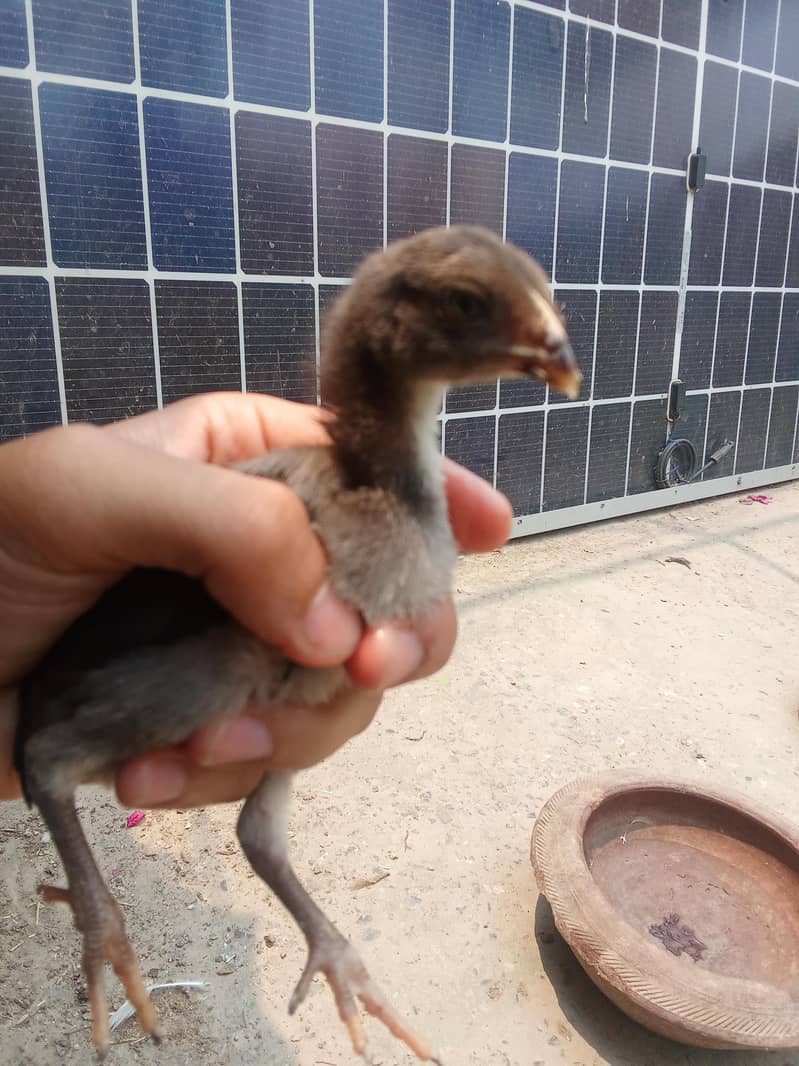 Aseel active Chicks 2