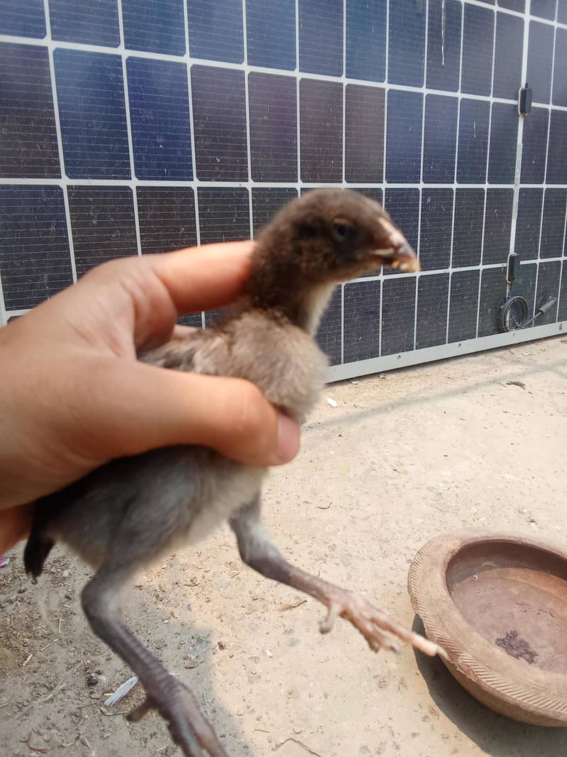 Aseel active Chicks 3