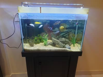 2ft aquarium with fishes for sale