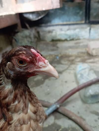 aseel lakhi nasal 9; month age