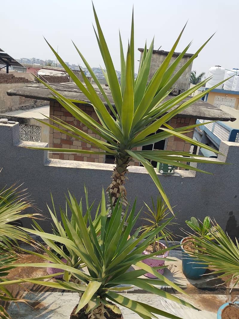 yucca 0