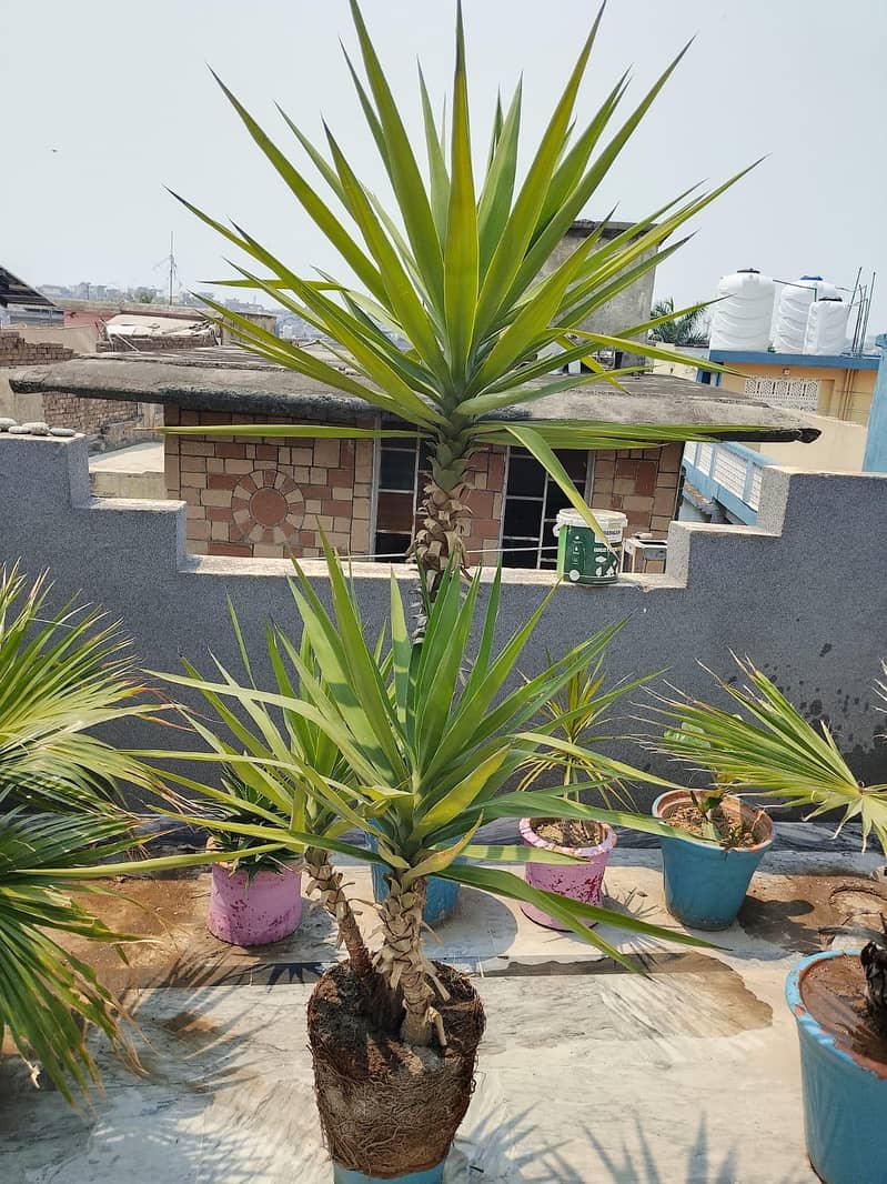 yucca 1