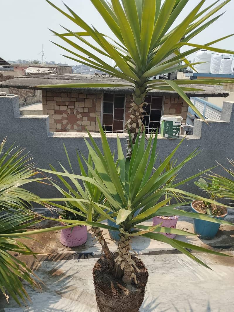 yucca 2