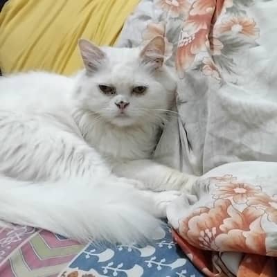 stella sell cat