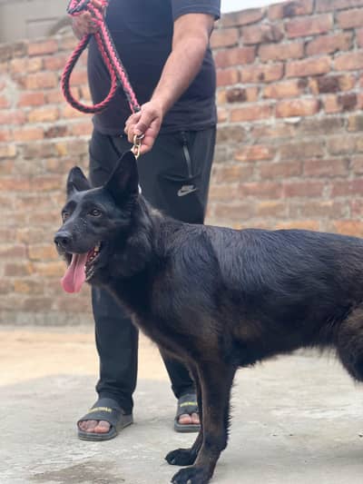Black Shepherd