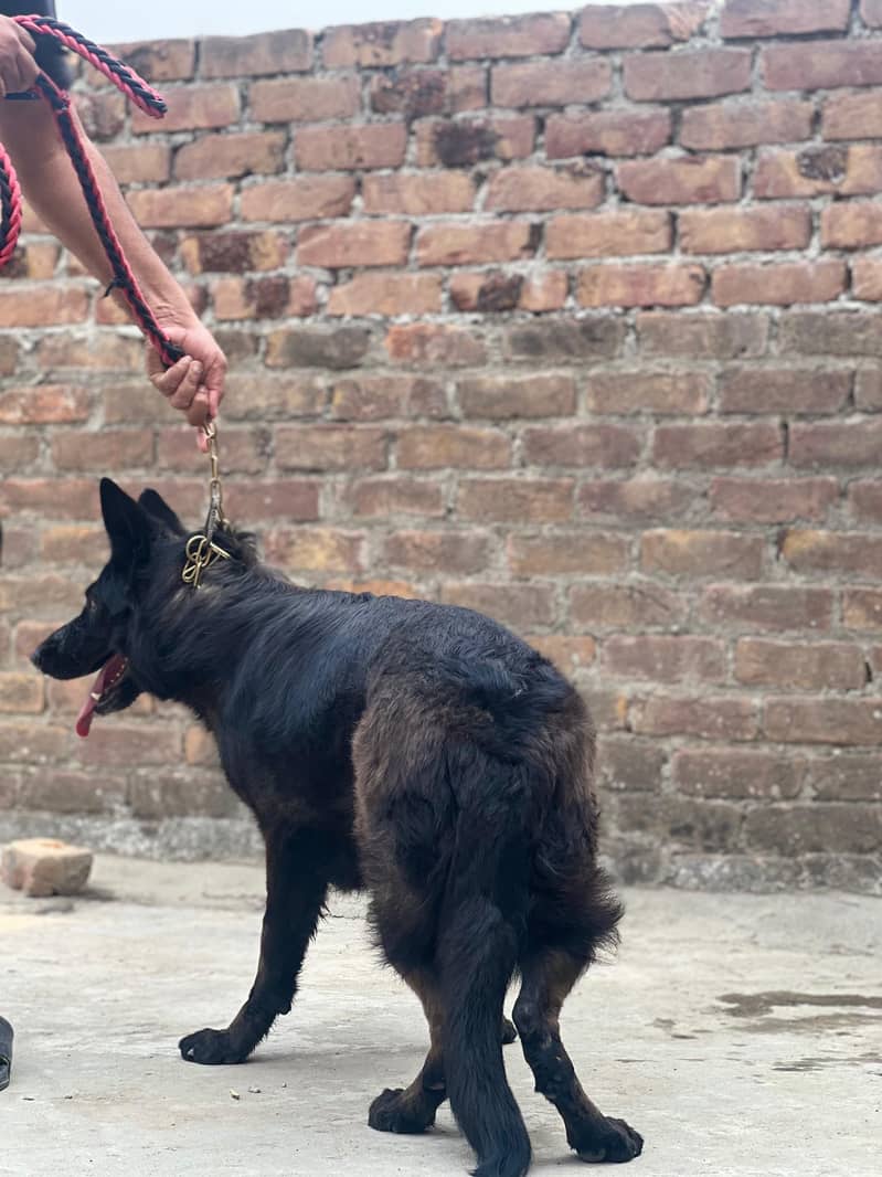 Black Shepherd 1