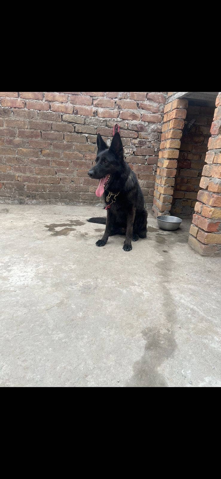 Black Shepherd 2