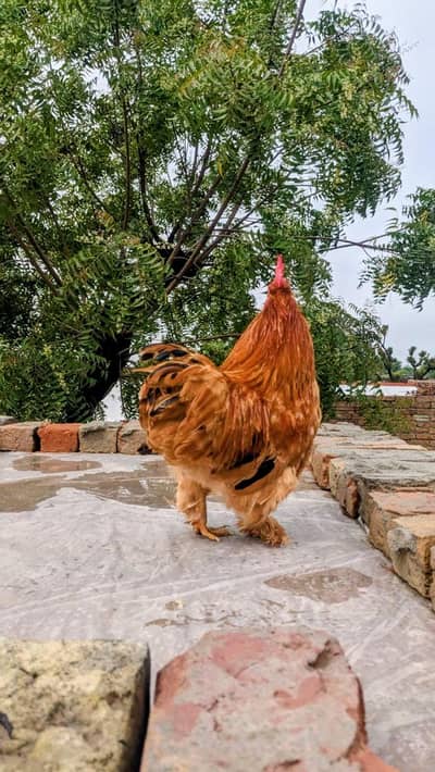 Golden Bantam Murga , Pure Fancy mini breed for pets lover