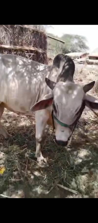 rajesh kumar