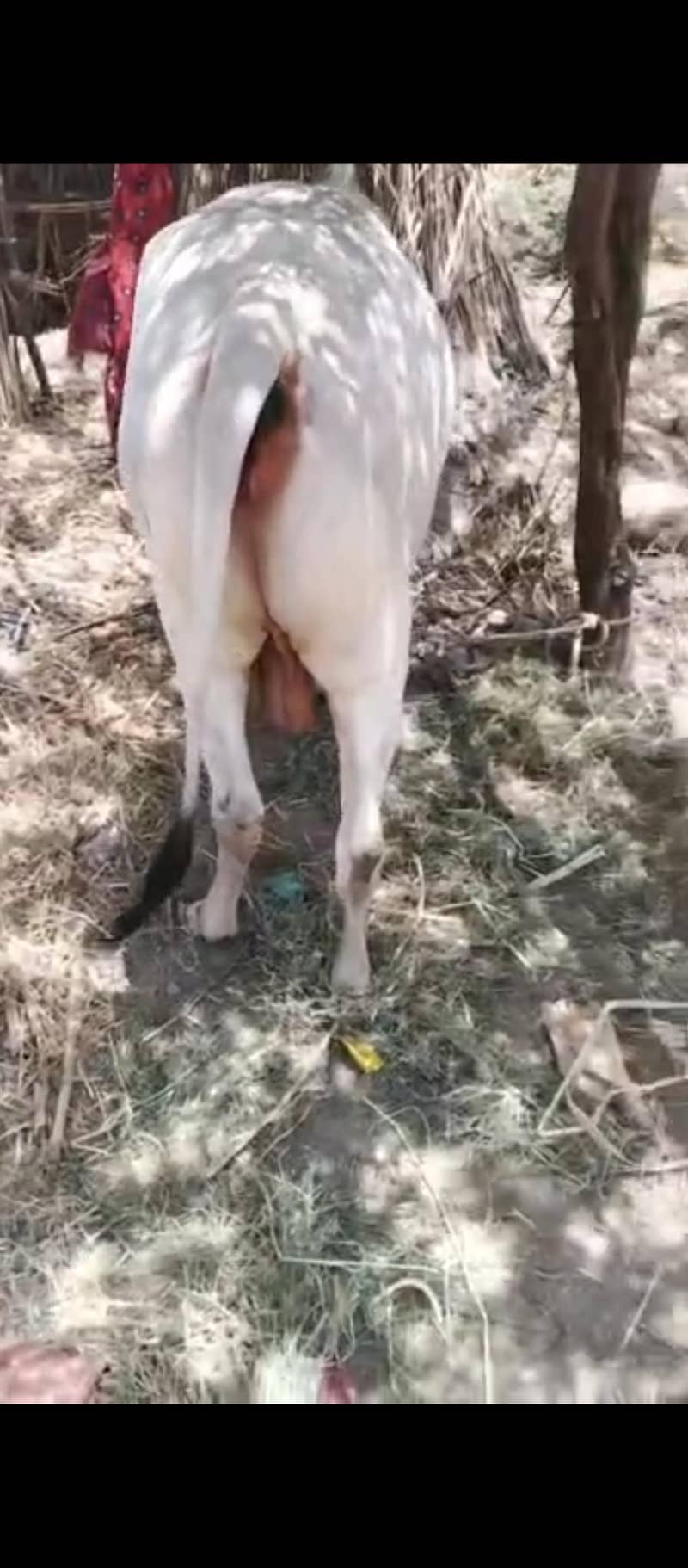 rajesh kumar 1