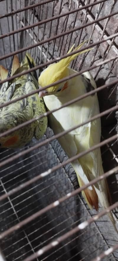 cocktail pair for sale with 2 chick