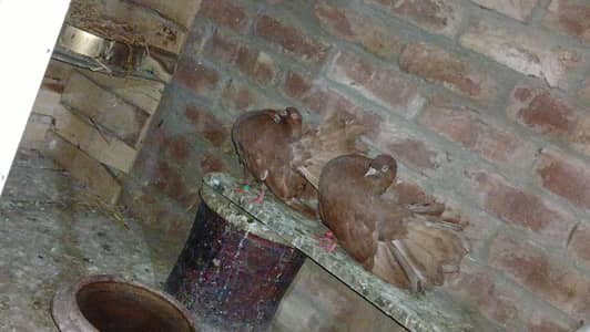 Brown lacky pair