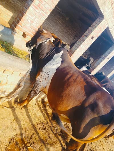 for sale