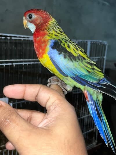 Rosella Handtame Self Peice