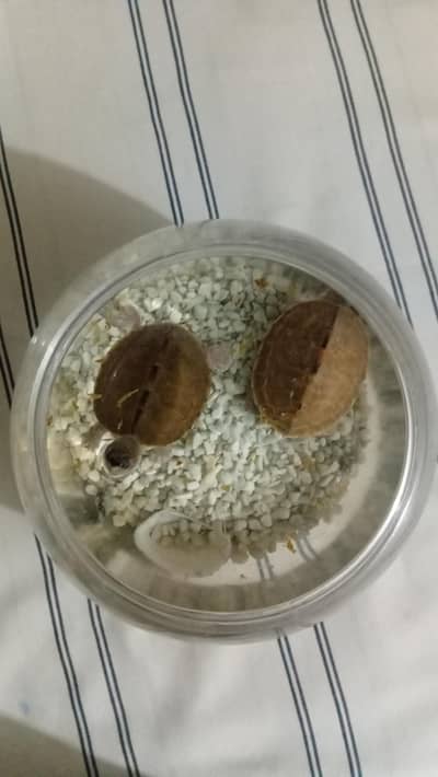 turtle pair