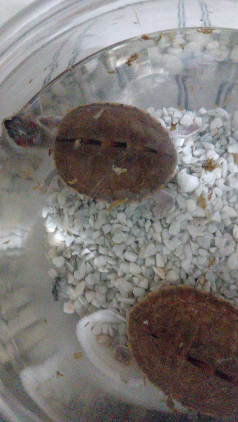 turtle pair 2