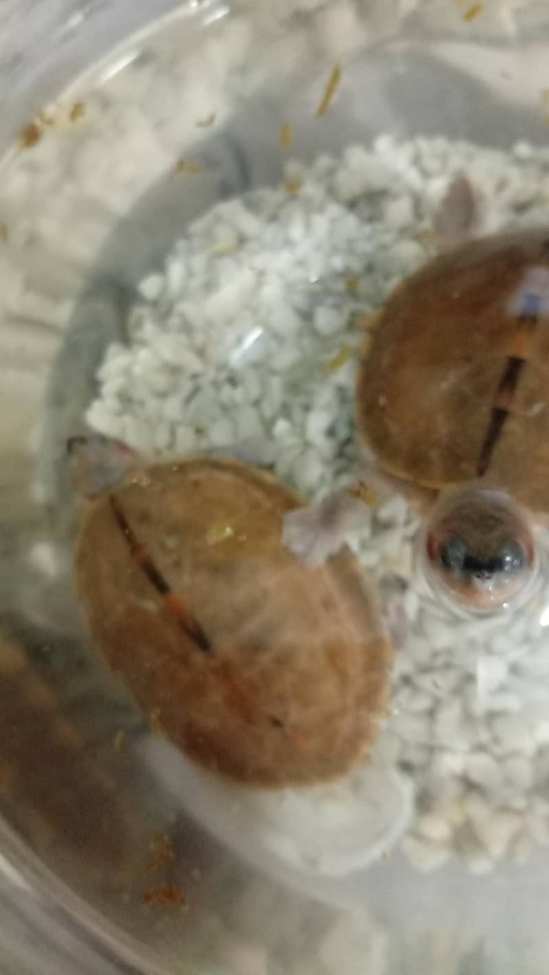 turtle pair 3