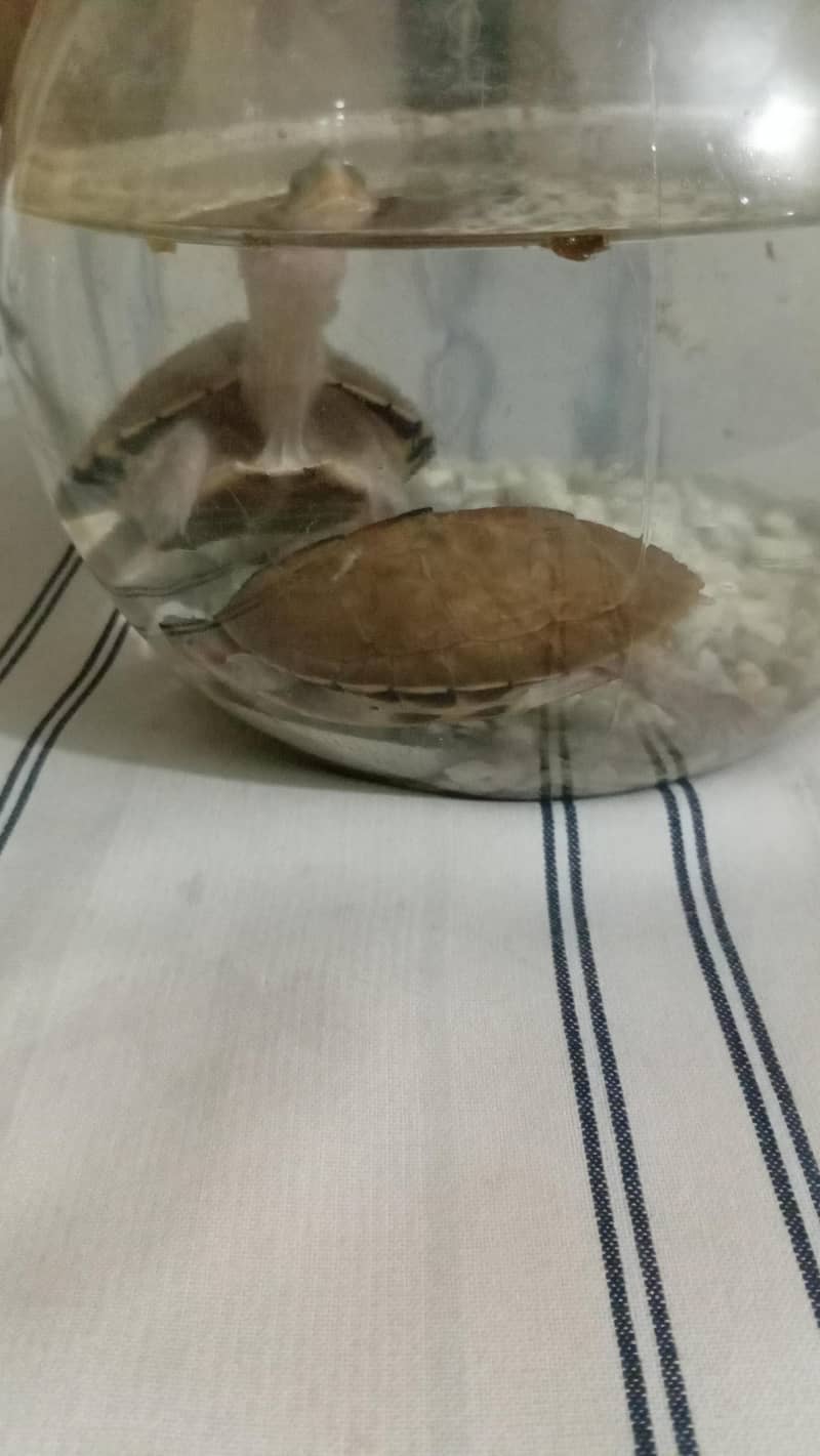 turtle pair 4