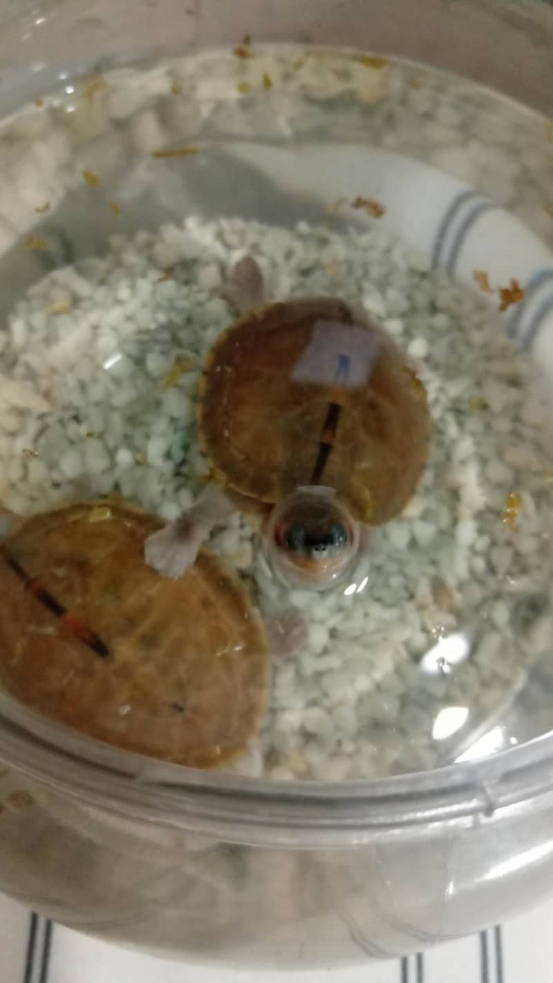 turtle pair 5