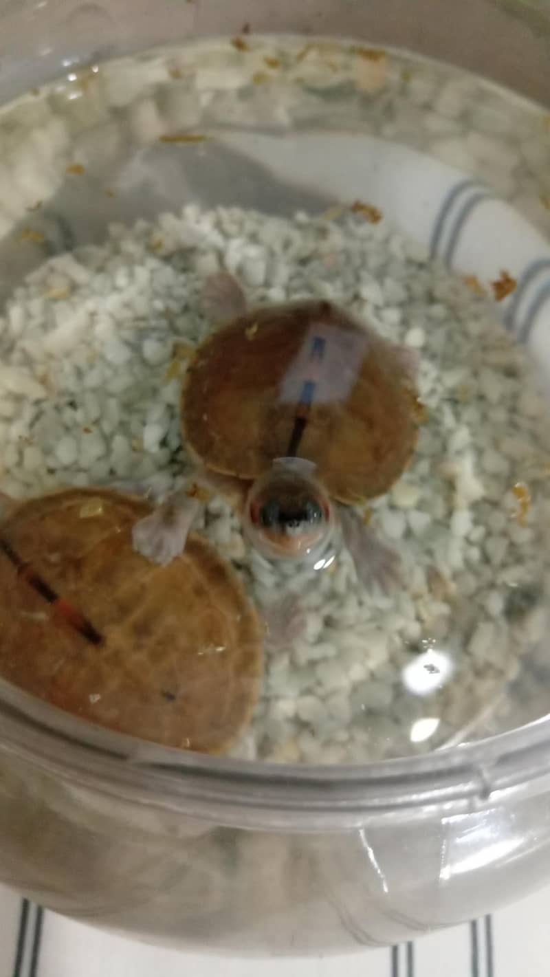 turtle pair 6