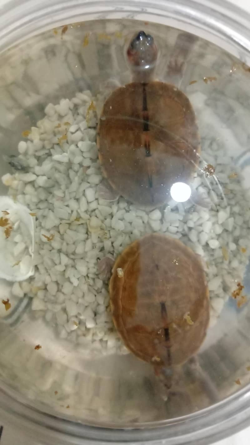 turtle pair 7