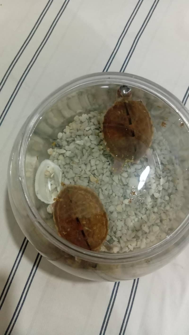 turtle pair 8