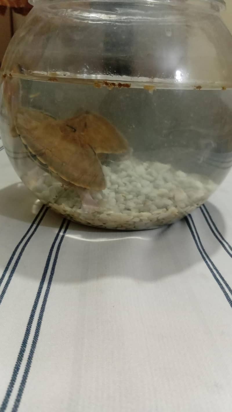 turtle pair 9