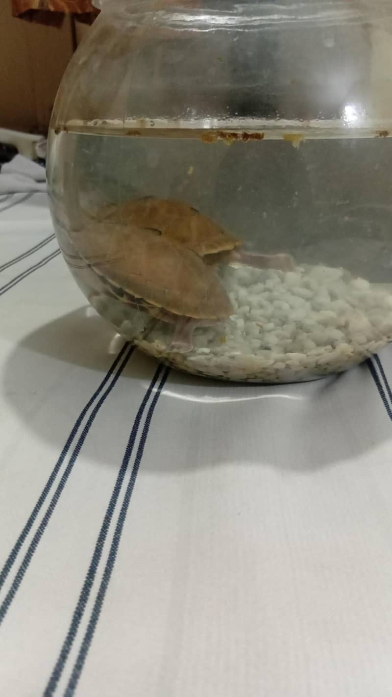 turtle pair 10
