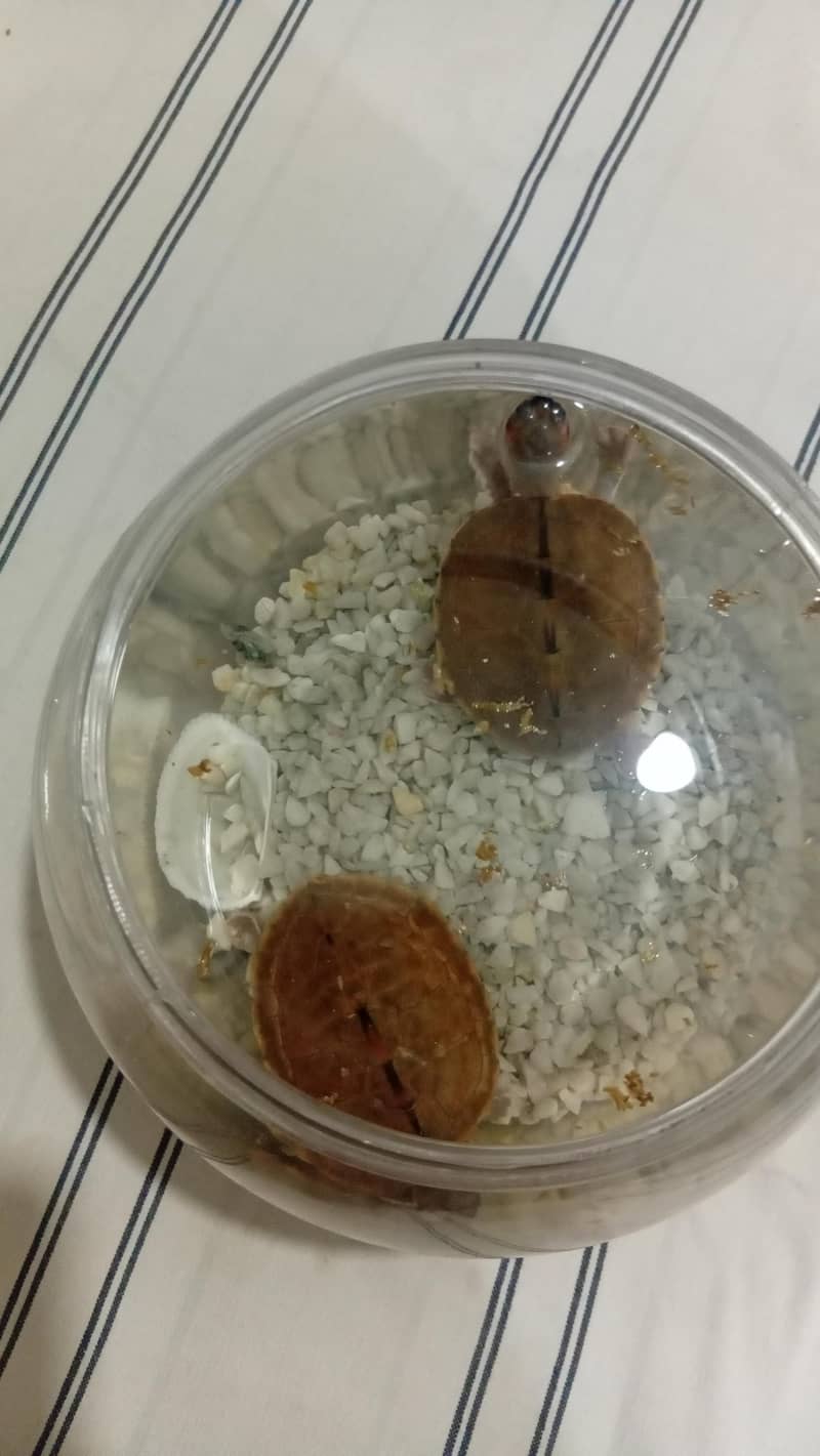 turtle pair 11