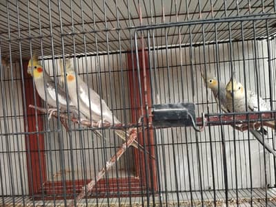 Cockatiels and fischers for sale  - Read description