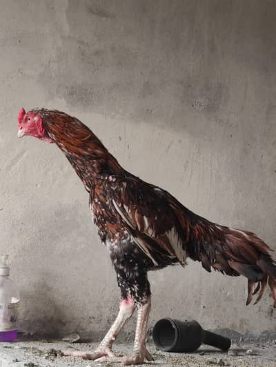 aseel pair for sale