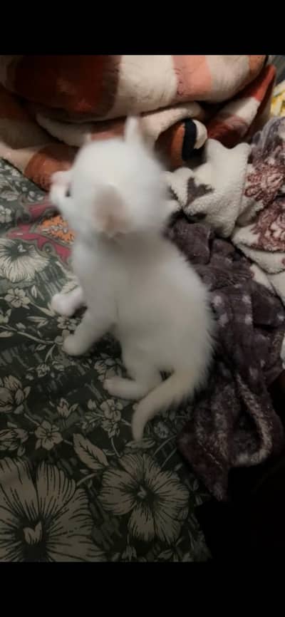 Persian long coat cat baby