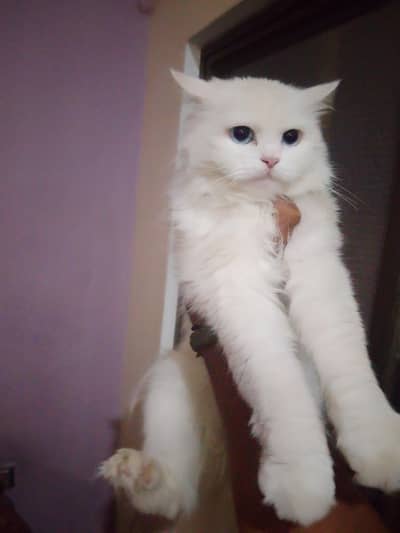 qasim