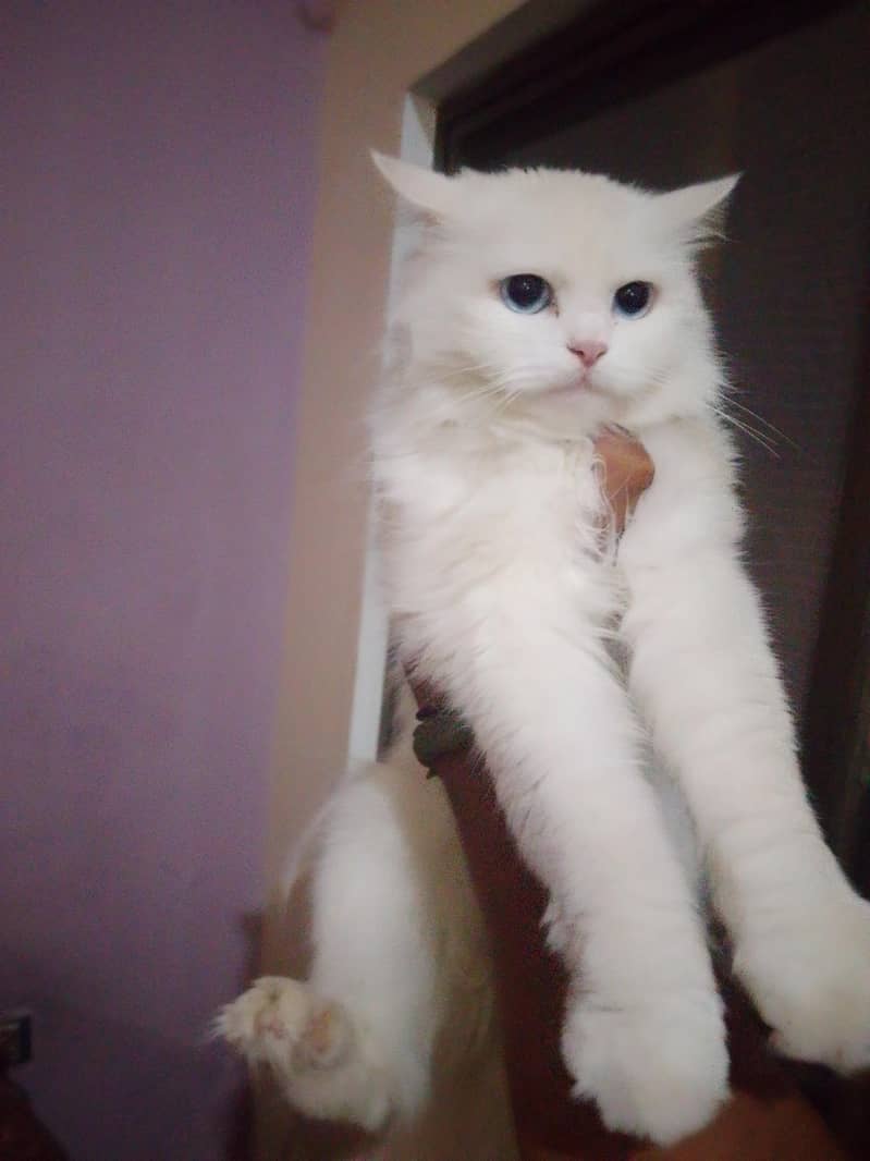qasim 0
