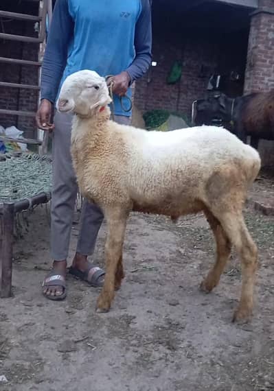 mundra for sale