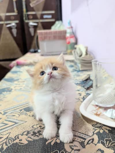Persian Kitten