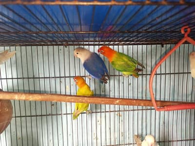 Mixer love birds