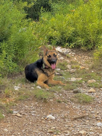 Alsaytion dog