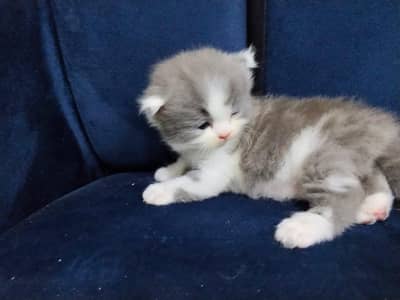 Persian cat kitten