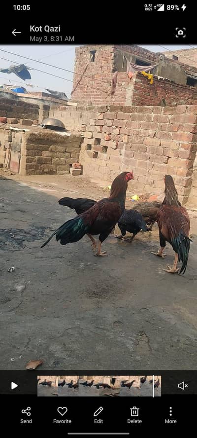 pura mian wali home breed old blood