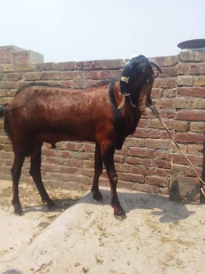 Bakre for sale jori ghar ke pale ha full active